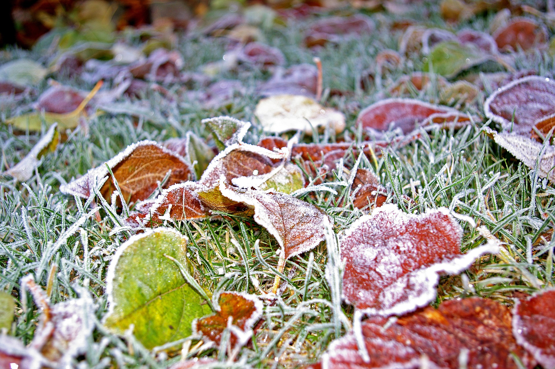 Ночью в Тульской области ожидаются заморозки до -1 °C.